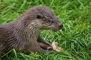 European otter (Lutra lutra), concentrated with piece of fish in the grass