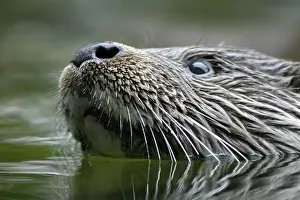 European otter (Lutra Lutra) EUROP