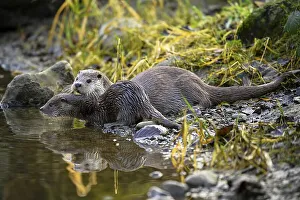 European otter (Lutra lutra), female with young sitting on the bank of a pond