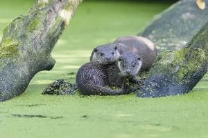 European otter (Lutra lutra), Lower Saxony