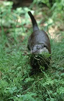 European Otter (Lutra lutra) making hay