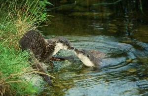 European Otter (Lutra lutra), pair, River Otter