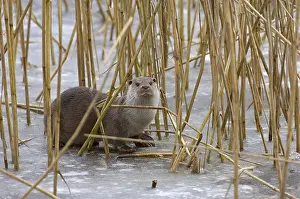 European otter (Lutra lutra), Poland