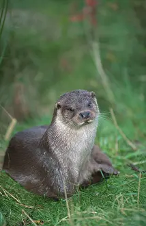 European otter (Lutra lutra), river otter