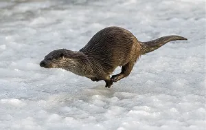 European otter (Lutra lutra) runs over the ice