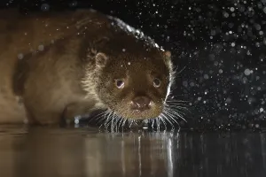 European otter (Lutra lutra) shaking water off coat
