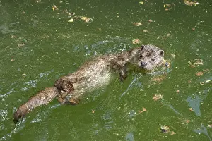 European otter (Lutra lutra) swimming in the water on its back