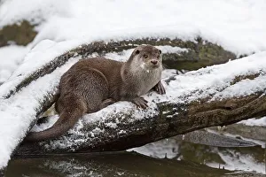 European Otter (Lutra lutra) on tree trunk