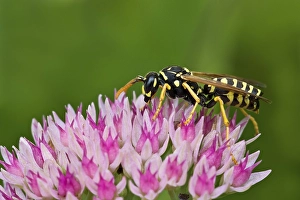 European Paper Wasp (Polistes dominulus)