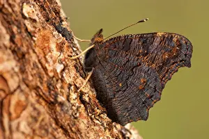 European peacock (Aglais io) Rhineland-Palatinate