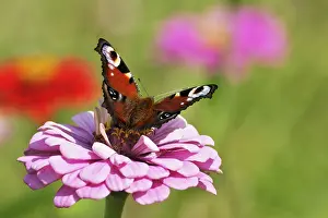 European Peacock (Inachis io), on a Dahlia (Dahlia)