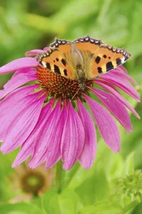 European Peacock on Purple Coneflower