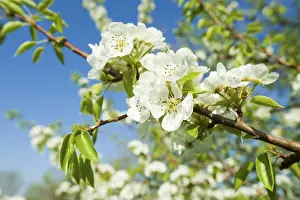 European Pear (Pyrus communis)