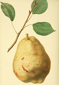 European pear (Pyrus communis) Duchesse dAngouleme