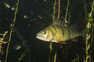 European perch (Perca fluviatilis)