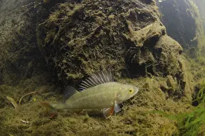European Perch (Perca fluviatilis) adult