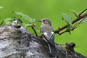 European Pied Flycatcher (Ficedula hypoleuca)