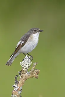 European Pied Flycatcher (Ficedula hypoleuca)