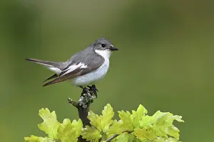 European Pied Flycatcher (Ficedula hypoleuca)