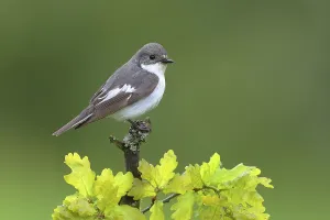 European Pied Flycatcher (Ficedula hypoleuca)