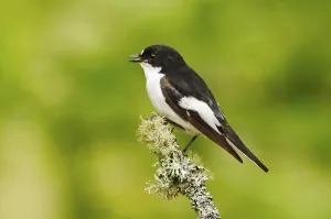 European pied flycatcher (Ficedula hypoleuca)