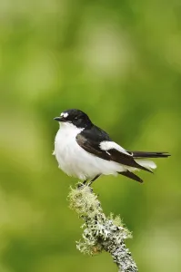 European pied flycatcher (Ficedula hypoleuca)
