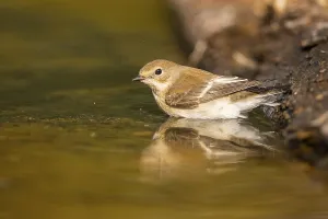 European Pied Flycatcher (Ficedula hypoleuca) bathing at a water pool