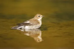 European Pied Flycatcher (Ficedula hypoleuca) bathing at a water pool