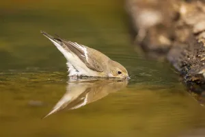 European Pied Flycatcher (Ficedula hypoleuca) bathing at a water pool