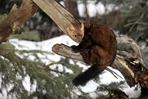 European Pine Marten (Martes martes)