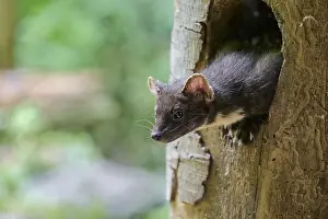 European pine marten (Martes martes)