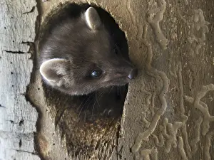 European pine marten (Martes martes)
