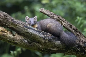 European pine marten (Martes martes)