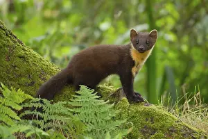 european pine marten martes martes adult animal base tree woodland summer Trending Item 6