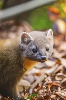 European pine marten (Martes martes) in a forest in autumn