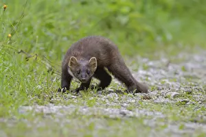 European pine marten (Martes martes) on forest road