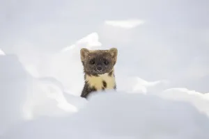 European pine marten (Martes martes) hunting in the snow in winter
