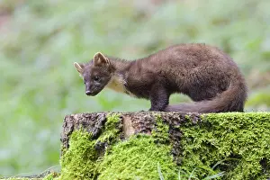 European pine marten (Martes martes) on a moss-covered tree trunk