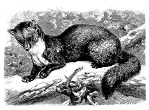 European pine marten (Martes martes) or noble marten