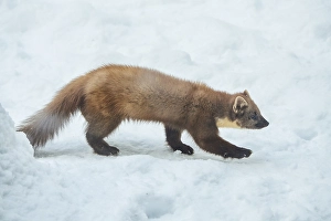European pine marten (Martes martes) in the snow in winter