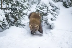 European pine marten (Martes martes) standing in the snow in winter