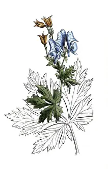 European poisonous plants, Aconitum nasutum