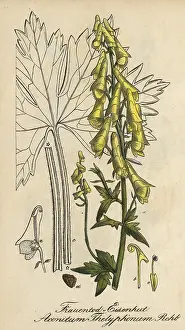 European poisonous plants, Aconitum thelyphonumi