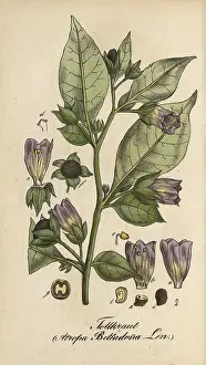 European poisonous plants, black belladonna