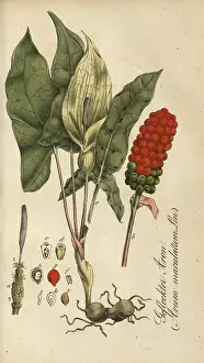 European poisonous plants, common arum
