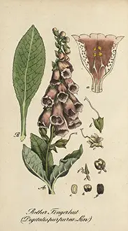 European poisonous plants, Common foxglove