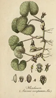 European poisonous plants, common hazelwort