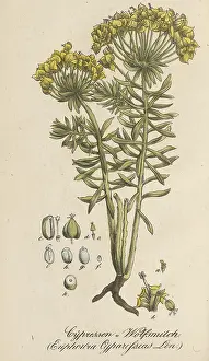 European poisonous plants, cypress - spurge