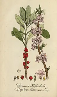 European poisonous plants, Daphne mezereum