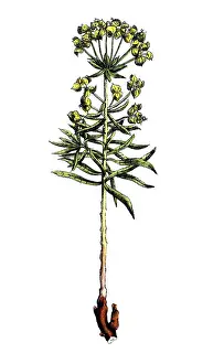 European poisonous plants, donkey milkweed or spicy milkweed